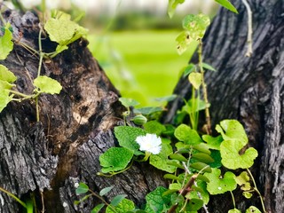 grapes on the vine