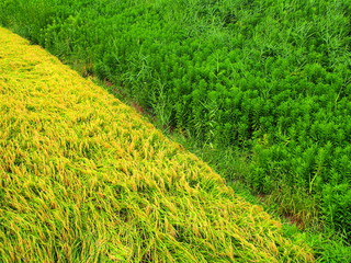 実りの田圃と土手風景