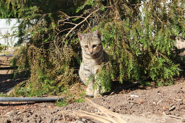 young cat