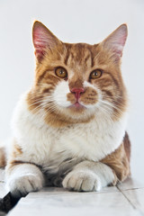 cat's portrait