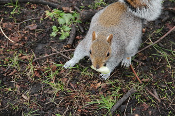 eating squirrel in park