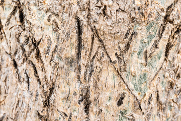 Moringa healthy tree cortex texture