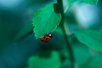 Ladybug on green leaf and green background.