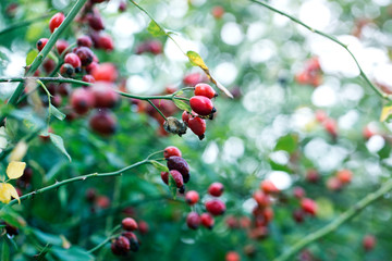 Close-up of dog-rose berries. Dog rose fruits (Rosa canina). Wild rosehips in nature.