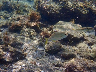 南伊豆　ヒリゾ浜でシュノーケル