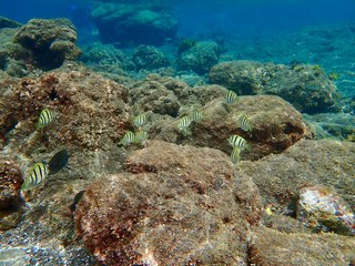 南伊豆　ヒリゾ浜でシュノーケル