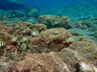 南伊豆　ヒリゾ浜でシュノーケル