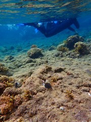 南伊豆　ヒリゾ浜でシュノーケル