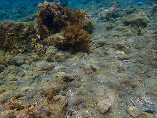 南伊豆　ヒリゾ浜でシュノーケル