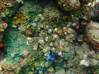 南伊豆　ヒリゾ浜でシュノーケル