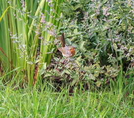 Robin, a small bird with an orange breast in the garden among the greenery of perennial flowers, summer background