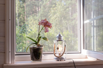 White window with mosquito net in a rustic wooden house overlooking the garden. Phalaenopsis orchid on the windowsill