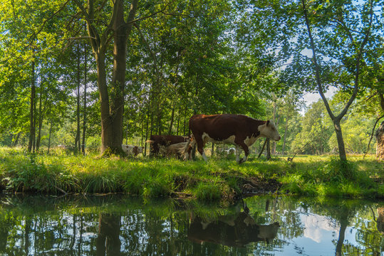 K&uuml;he auf der Weide am Spreeufer