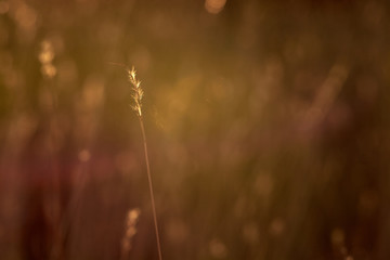 golden field at sunset