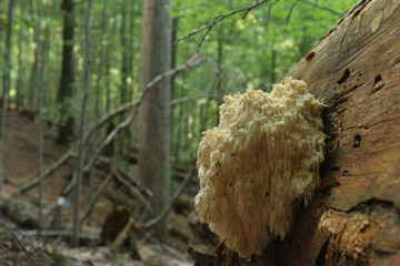 Monkey's head fungus, also called lion's mane or bear's head. A wonderful and edible fungus species, growing in old growth forests. A rare species, inhabiting dead fir trunks.
