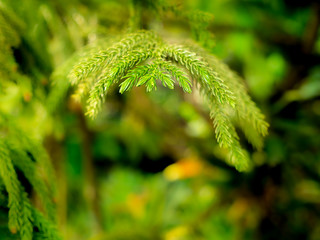 Leaves of House Pine Hanging