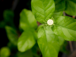 Arabian Jasmine Flowers Blooming