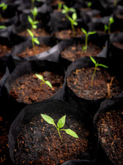 Small Chili Born from Seeds on The Black Plastic Bag