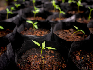 Small Chili Born from Seeds on The Black Plastic Bag