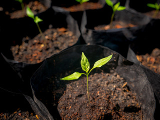 Small Chili Born from Seeds on The Black Plastic Bag