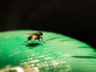 Fly Perched on The Green Object