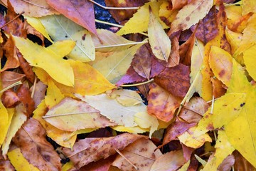 Yellow,red and brown autumn leaves on the grass.       BC Canada