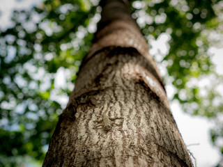 Lizard was on The Big Tree