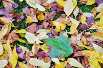 Green,yellow and brown autumn leaves on the ground.     BC Canada