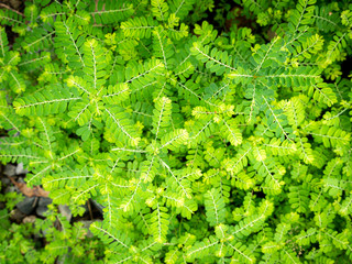 Weeds Growing and Expanding