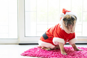 Cute sitting Pug puppy dog in a Christmas - Santa hat. Pug dog wearing santa claus costume with tongue sticking out celebration at home.