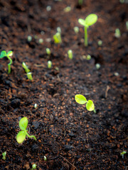 Papaya was Bred from The Seed Growing