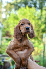 Puppy of Irish Red Setter. looking on the camera