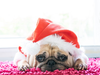 Close-up face of a cute lying pug puppy dog in Christmas hat. Pug wearing xmas costume sleeping rest in holiday lazy time