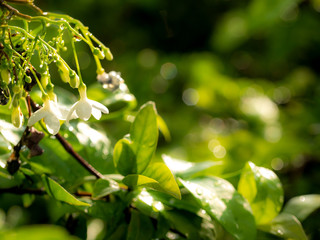 Fototapeta na wymiar Bunch of White Wrightia religiosa Flowers Blooming