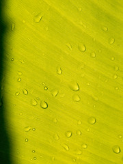 Fototapeta na wymiar Rain Dops on The Banana Leaf