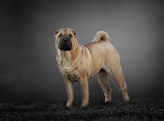 Fototapeta premium portrait of a Shar Pei dog in grey background