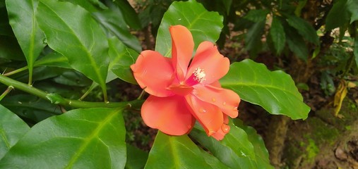 red flower in the garden