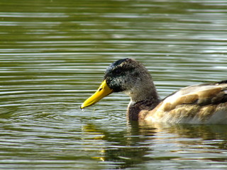 дикие утки на реке купаются в лучах солнца