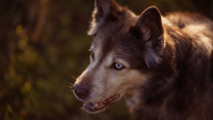 Portrait of an old dog husky