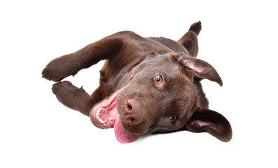 Funny playful Labrador puppy lying on his back isolated on a white background