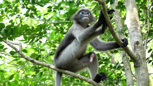 Dusky leaf monkey ( Spectacled langur ) on tree in forest with natural green background, Mammals releasing urine at Khao Sam Roi Yot National Park , Thailand 