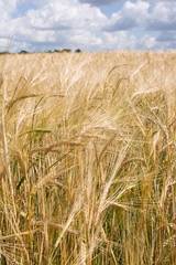 Ear of the wheat. Autumn landscape