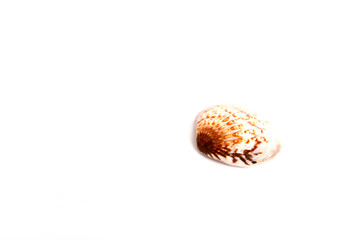 Seashell isolated on white background