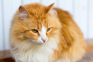 Fototapeta na wymiar fluffy red cat sitting on a bench with narrowed eyes