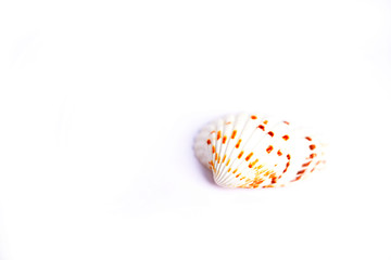 Seashell isolated on white background