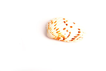Seashell isolated on white background