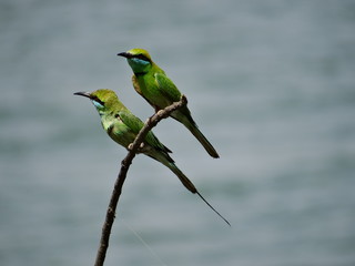 Birds