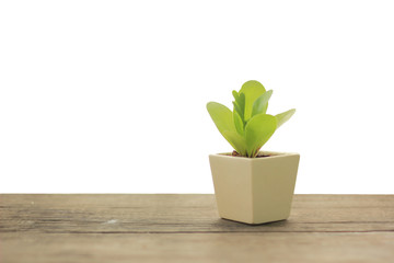 Tiny green plant in an old white ceramic pot on a wooden table with white background
