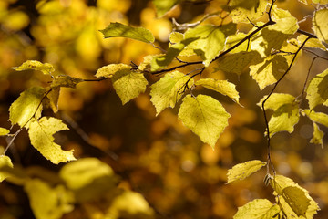 Beautiful colorful leaves in autumn forest. Red, orange, yellow, green and brown autumn leaves. Hazel foliage. Seasonal background.