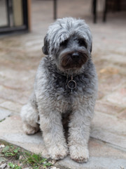 Cute fluffy dog portrait outdoor